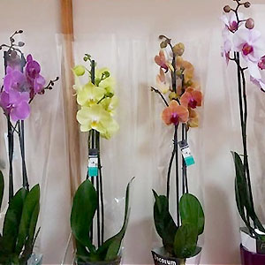 orquideas, margaritas, tulipanes, ramos de flores en vinaròs
